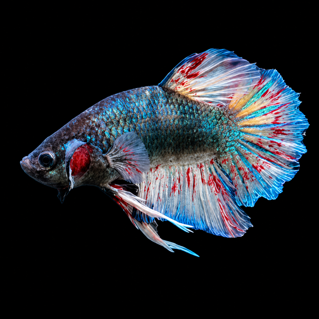 5BT44 - [ARRIVED 29-JUN-2026] Vanda Halfoon Plakat Male Betta - Nano Tanks Australia