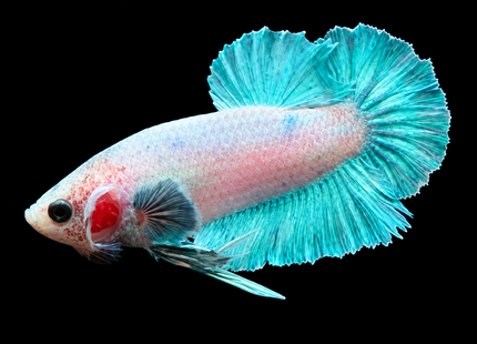5BT44 - [ARRIVED 29-MAY-2026] Halfmoon Elephant Ear Plakat Male Betta - Nano Tanks Australia