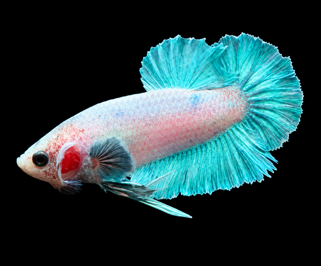 5BT44 - [ARRIVED 29-MAY-2026] Halfmoon Elephant Ear Plakat Male Betta - Nano Tanks Australia