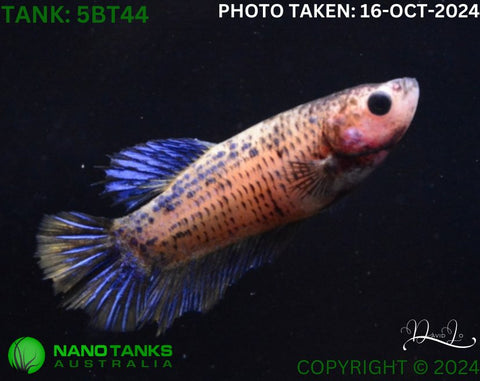 5BT44 - Yellow Fancy Betta Female - Nano Tanks Australia Aquarium Shop