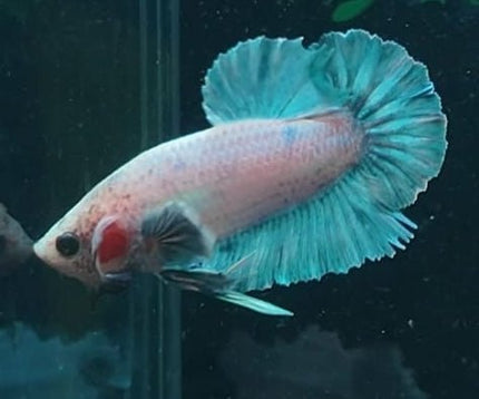 5BT45 - [ARRIVED 29 - MAY - 2026] Halfmoon Elephant Ear Plakat Male Betta - Nano Tanks Australia
