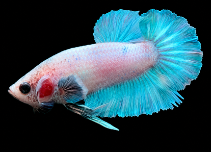 5BT45 - [ARRIVED 29-MAY-2026] Halfmoon Elephant Ear Plakat Male Betta - Nano Tanks Australia