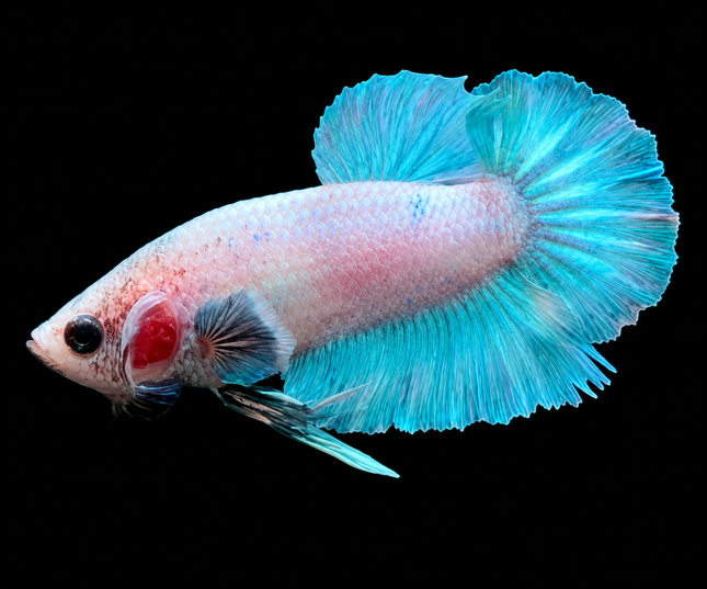 5BT45 - [ARRIVED 29-MAY-2026] Halfmoon Elephant Ear Plakat Male Betta - Nano Tanks Australia