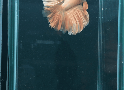 5BT45 - Pastel Peach Halfmoon Male - Nano Tanks Australia