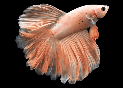 5BT45 - Pastel Peach Halfmoon Male - Nano Tanks Australia