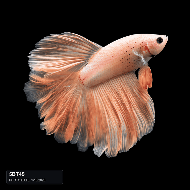 5BT45 - Pastel Peach Halfmoon Male - Nano Tanks Australia