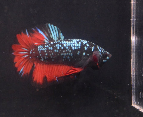 5BT45 - Red Avatar Halfmoon Plakat Betta Male - Nano Tanks Australia Aquarium Shop