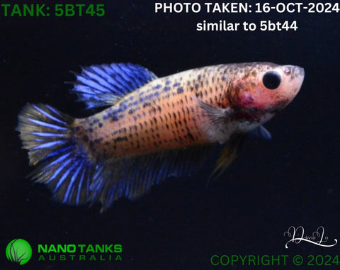 5BT45 - Yellow Fancy Betta Female - Nano Tanks Australia Aquarium Shop