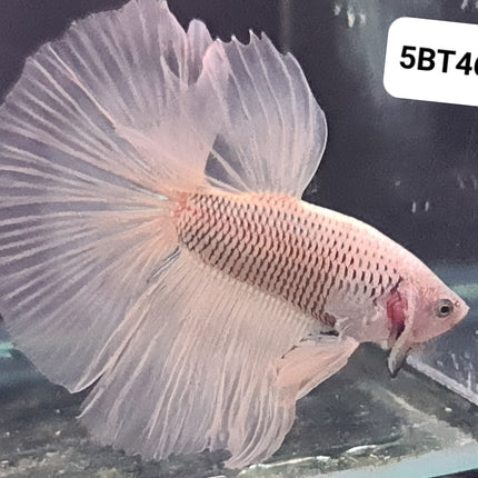 5BT46 - [ARRIVED 2 - JUL - 2025] Yellow Fancy Halfmoon Betta Male - Nano Tanks Australia