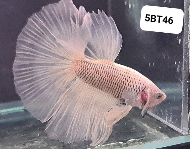 5BT46 - [ARRIVED 2 - JUL - 2025] Yellow Fancy Halfmoon Betta Male - Nano Tanks Australia
