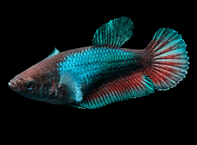 5BT46 - [ARRIVED 29-MAY-2026] Halfmoon Elephant Ear Plakat Male Betta - Nano Tanks Australia
