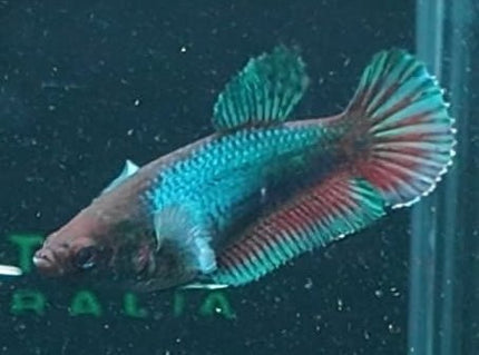 5BT46 - [ARRIVED 29 - MAY - 2026] Halfmoon Elephant Ear Plakat Male Betta - Nano Tanks Australia