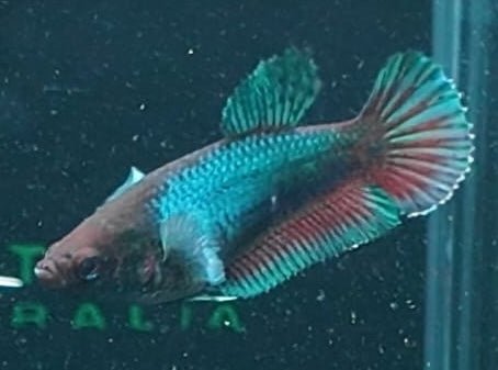 5BT46 - [ARRIVED 29 - MAY - 2026] Halfmoon Elephant Ear Plakat Male Betta - Nano Tanks Australia