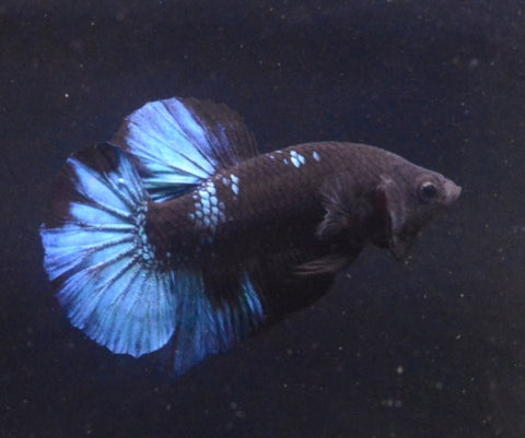 5BT46 - Black Light Fancy Halfmoon Plakat Betta Male - Nano Tanks Australia Aquarium Shop