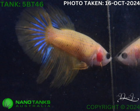 5BT46 - Yellow Fancy Betta Female - Nano Tanks Australia Aquarium Shop