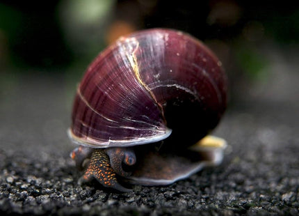 Purple Mystery Snail