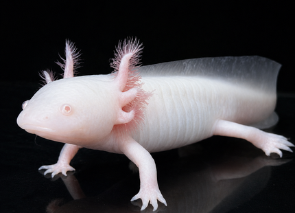 [LOCATED OFFSITE - PLEASE MESSAGE BEFORE PURCHASING] Albino Axolotl 12-15cm