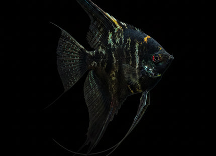 Marble Angelfish 3-6cm