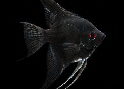 Black Angelfish 3-4cm