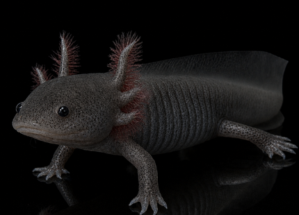 [LOCATED OFFSITE - PLEASE MESSAGE BEFORE PURCHASING] Olive/ Wild Axolotl 12-15cm