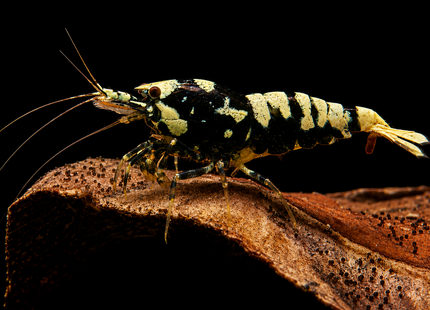 Black Galaxy Tiger Shrimp 1-3cm