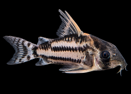 Corydoras CW127 Wild Caught 5cm