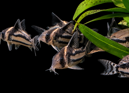 Corydoras CW127 Wild Caught 5cm