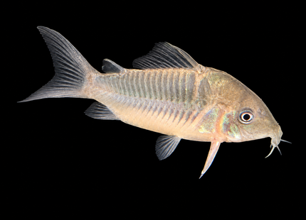 Corydoras CW34 Freckled Bolivian Wild Caught 5cm