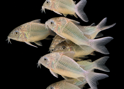 Corydoras CW34 Freckled Bolivian Wild Caught 5cm