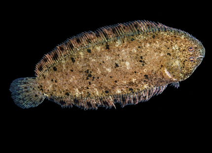 Darwin Feshwater Sole (8cm)