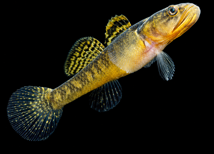 Dwarf Flathead Gudgeon (Philypnodon macrostomus) 2-4cm