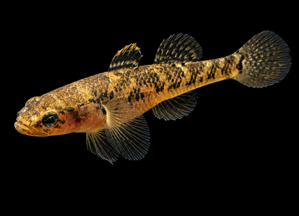 Dwarf Flathead Gudgeon (Philypnodon macrostomus) 2-4cm