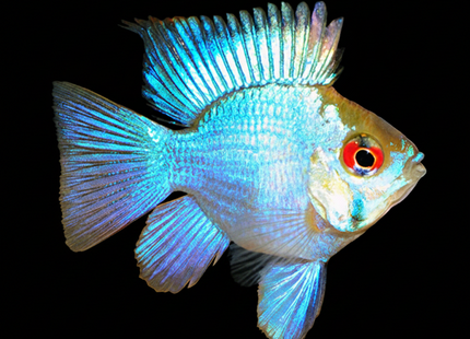 Electric Blue Ram (Balloon) (Mikrogeophagus ramirezi) 2-5cm