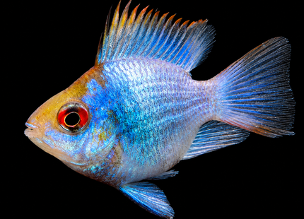 Electric German Blue Ram (Balloon) 2-4cm