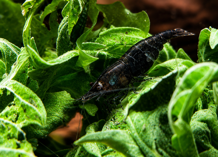 Emerald Green Cherry Shrimp