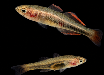 Firetail Gudgeon (Hypseleotris galii) 2-4cm
