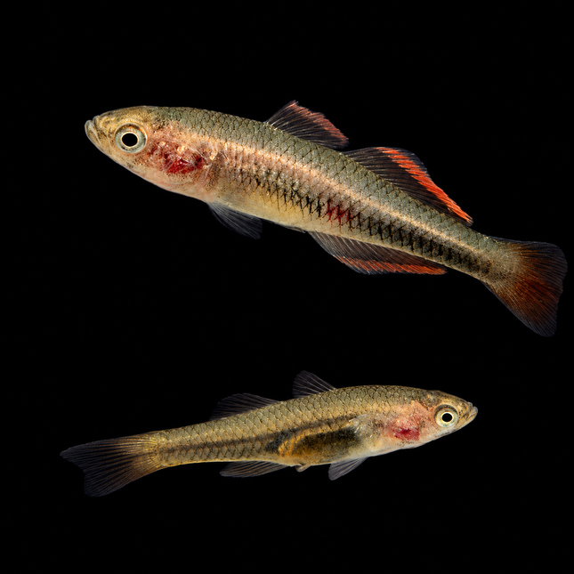 Firetail Gudgeon (Hypseleotris galii) 2-4cm