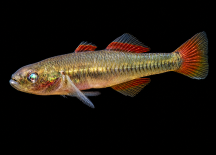 Firetail Gudgeon (Hypseleotris galii) 2-4cm