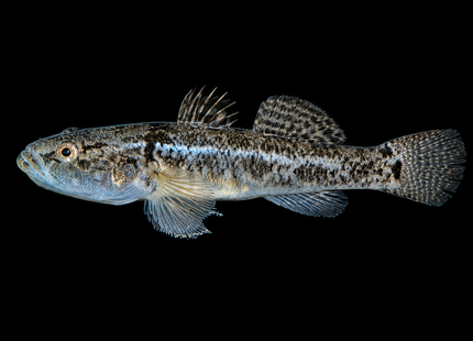 Flathead Gudgeon (Philypnodon grandiceps) 2-4cm