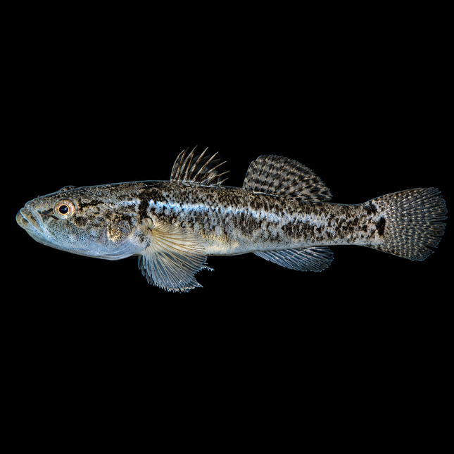 Flathead Gudgeon (Philypnodon grandiceps) 2-4cm