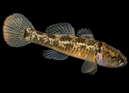 Flathead Gudgeon (Philypnodon grandiceps) 2-4cm