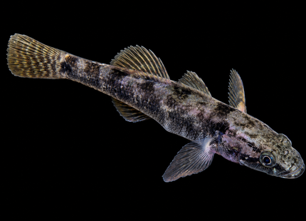 Flathead Gudgeon (Philypnodon grandiceps) 2-4cm
