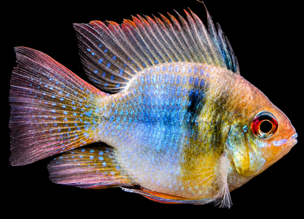 German Blue Ram (Balloon)