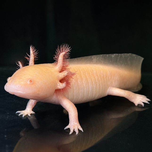 [LOCATED OFFSITE - PLEASE MESSAGE BEFORE PURCHASING]  Gold Axolotl 12-15cm