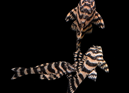 L134 Leopard Frog Pleco 6cm