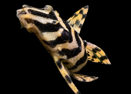 L134 Leopard Frog Pleco 6cm