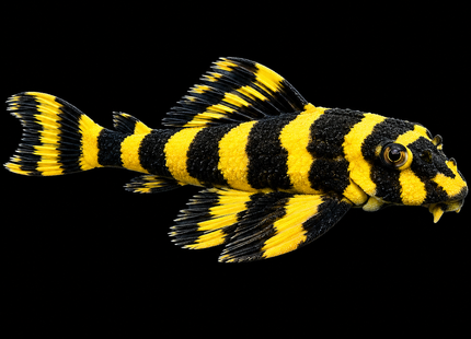 L168 Butterfly Pleco (Dekeyseria brachyura) - Nano Tanks Australia