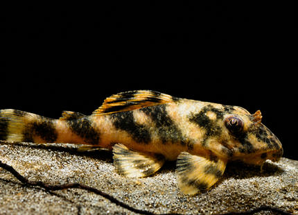 Peckoltia lineola L202 - Nano Tanks Australia