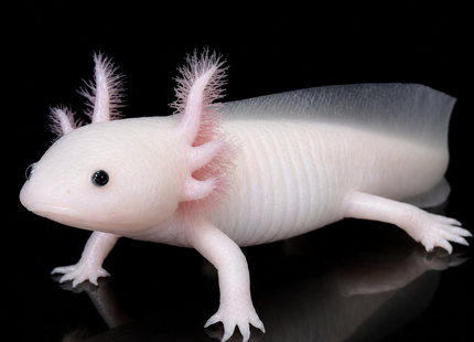 [LOCATED OFFSITE - PLEASE MESSAGE BEFORE PURCHASING]  Leucistic Axolotl 12-15cm