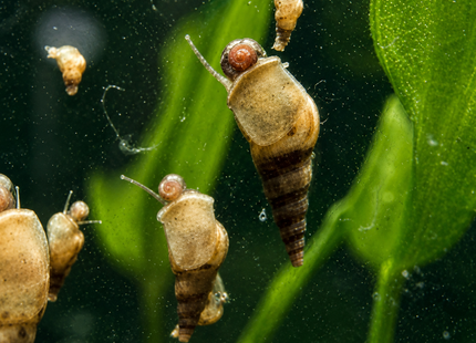 [ALWAYS IN STOCK] For 10 Snails - Malaysian Trumpet Snails .5cm minimum size